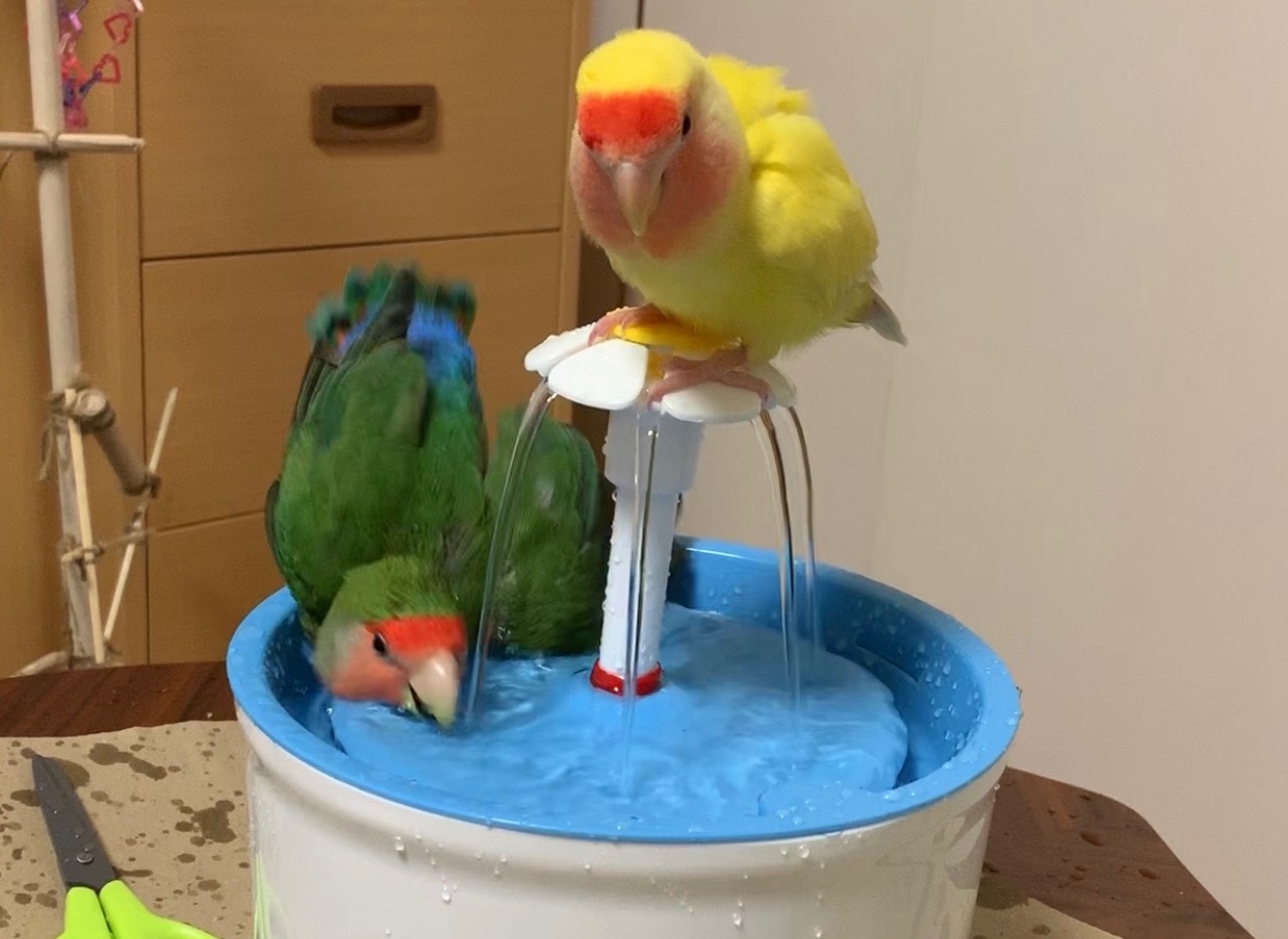 実機レビュー Fonlamペット給水器でインコの水浴び場を作る コザクラインコ コトコトノート